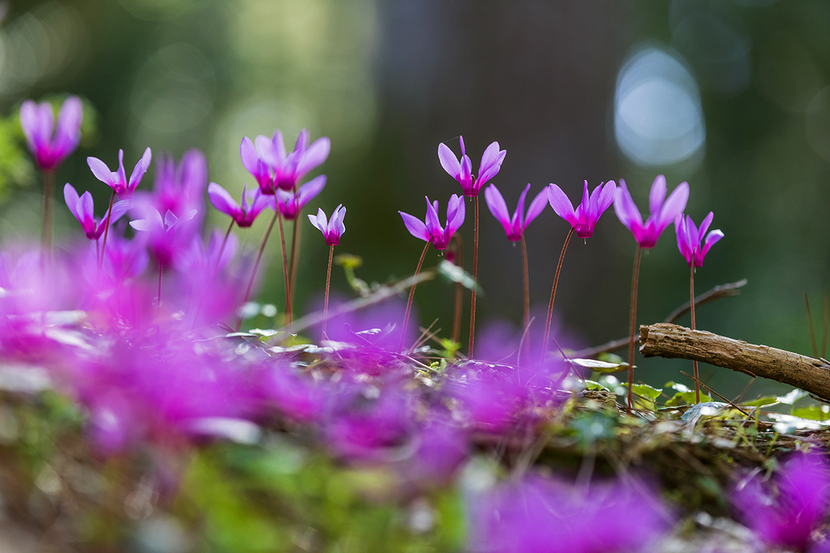 Nature